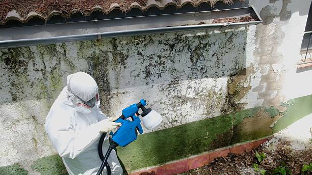 Trusted Mold Remediation service in Loysburg, PA - Cheap Mold Removal